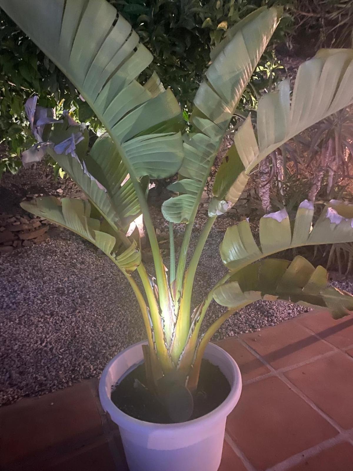 Finca Angelita Torrox Eksteriør billede