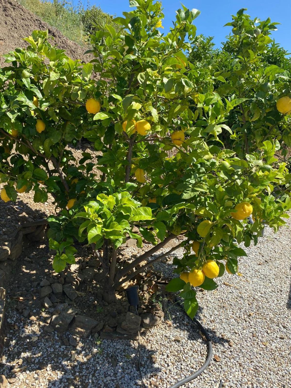 Finca Angelita Torrox Eksteriør billede
